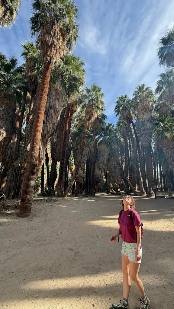 Fit et Kiff lève les yeux vers les palmiers géants d'une oasis